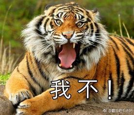 老虎吃瓜兜风视频,太可爱了！  第2张