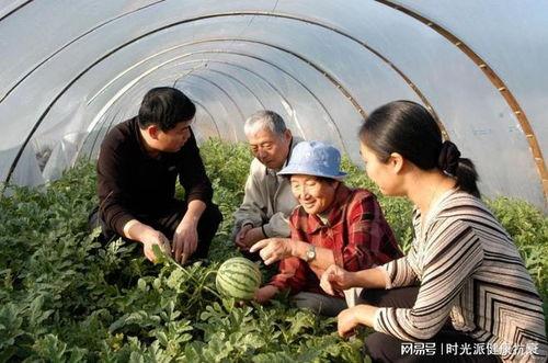 牛吃瓜叶吗,探寻牛儿对瓜叶的喜爱之谜  第3张